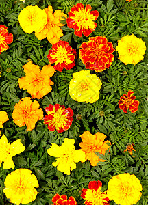 绿色美丽明亮的黄红和橙花图片自然图片