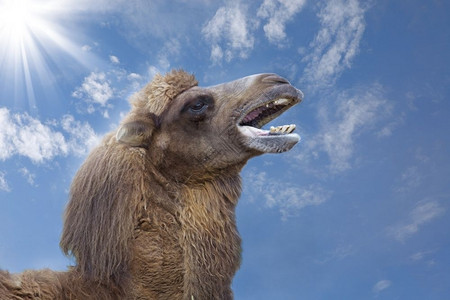 一只背着蓝天的赛骆驼黄色头发牙齿高清图片