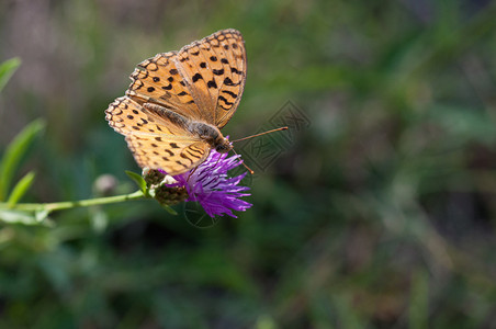 丰富多彩的收集蝴蝶在花上采蜜蝴蝶在上春天图片