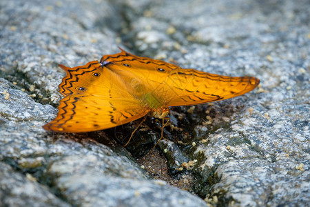 移民岩石上的黄蝴蝶昆虫达瑙斯图片