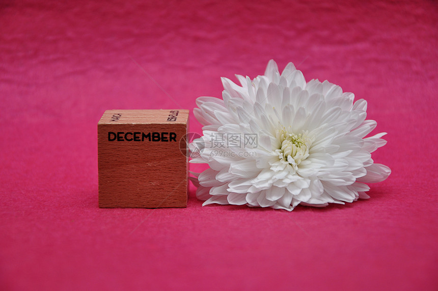 花瓣12月在一个木块上粉红背景的白箭侠花盛开图片