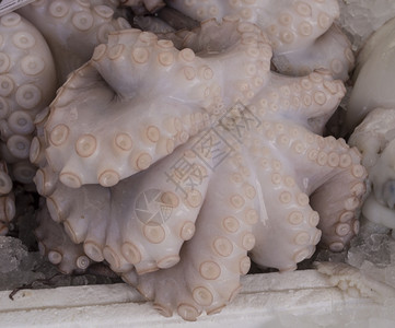 头足类章鱼皮奥夫拉的吸尘器和触手熟食物图片
