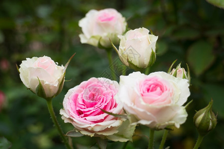 粉色的衬套花园里粉红玫瑰灌木股票照片花瓣背景图片