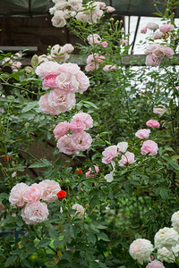 植物花园里的粉红玫瑰灌木股票照片丛图片