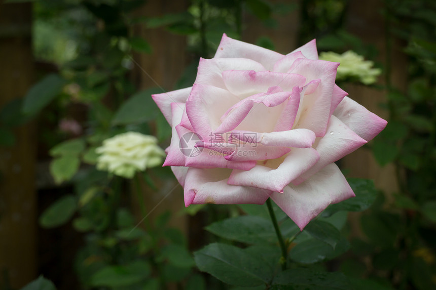 花园里的粉红玫瑰灌木股票照片诗意的花朵浪漫图片