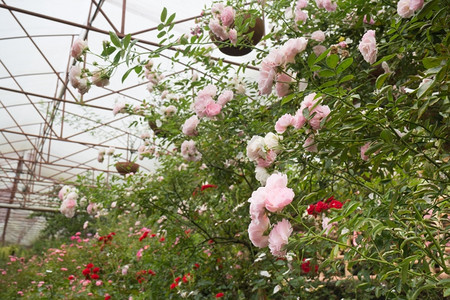 花园里的粉红玫瑰灌木股票照片花店诗意的情人节图片