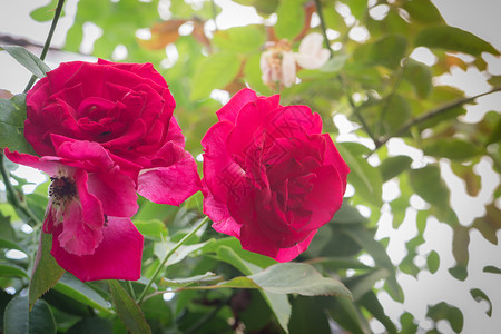 问候植物灌木丛花园里的粉红玫瑰灌木股票照片图片