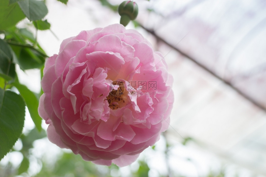 美丽的花园里粉红玫瑰灌木股票照片有机的生长图片