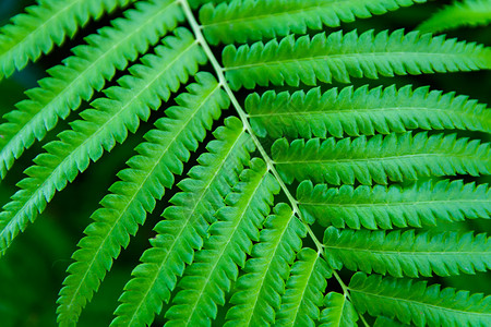 植物灌木丛热带青绿结背景紧密图片