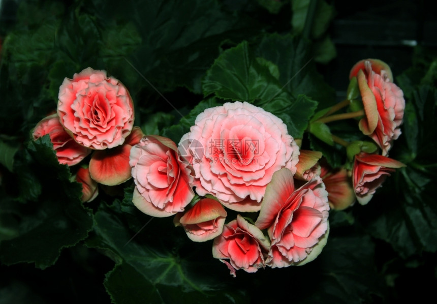 明亮粉红花的朵图片完美婚礼颜色图片