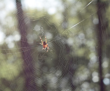 天害虫绿色森林上银网中的蜘蛛不祥图片