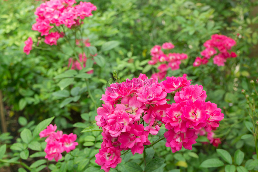 花园里的粉红玫瑰灌木股票照片花朵浪漫灌木丛图片