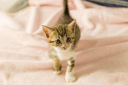 粉色毯子可爱的小奶猫背景