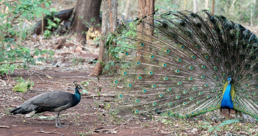 自然男羽毛在森林中繁殖孔雀图片