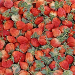 素食主义者有机农场新鲜草莓丰收量堆积水果农业图片