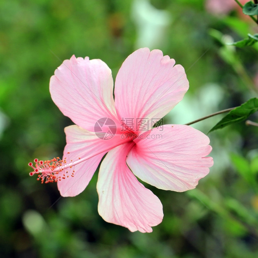 生长花园里美丽的碧须花朵开新鲜的图片