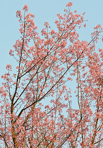 门户14花泰国野生喜马拉雅樱桃树盛开高清图片