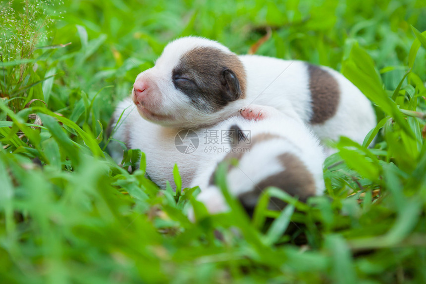 老的友谊宠物两周前出生在绿草地的新可爱小狗群图片