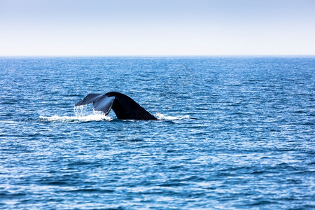 美国马萨诸塞州Cod角鲸生态游客行动图片
