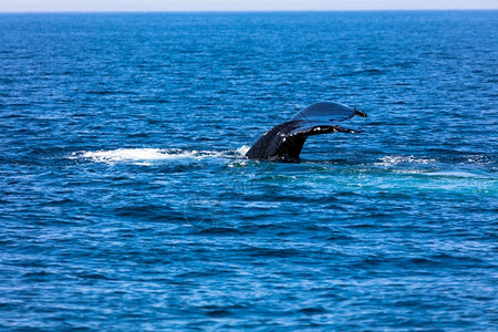 游客团结的行动美国马萨诸塞州Cod角鲸图片
