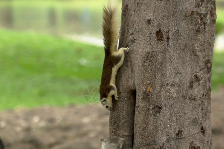 树上的小松鼠图片