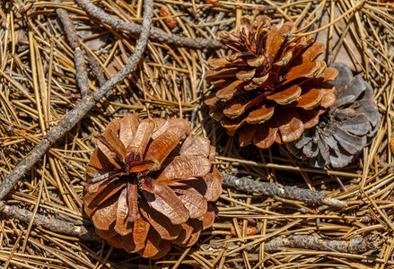 针叶装饰品塞浦路斯Troodos山脉森林中的干枯松锥和针燥图片