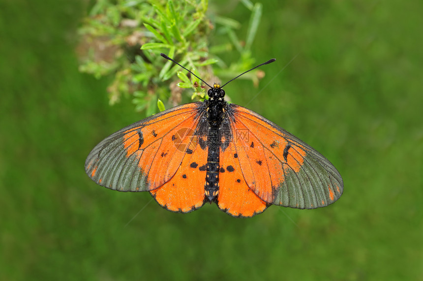 生物动花朵多彩的园蝴蝶Acreaeshorta坐在植物上南非自然图片