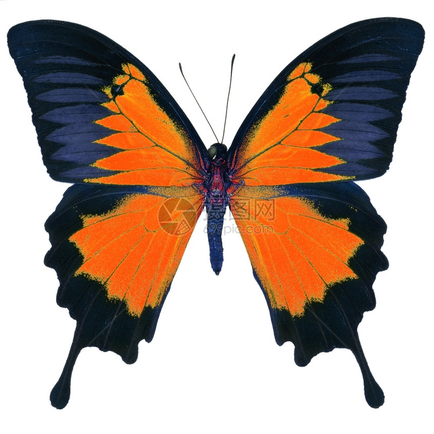 黑色的美丽橙蝴蝶蓝皇帝高色的花彩图案与白背景隔绝君主脆弱图片
