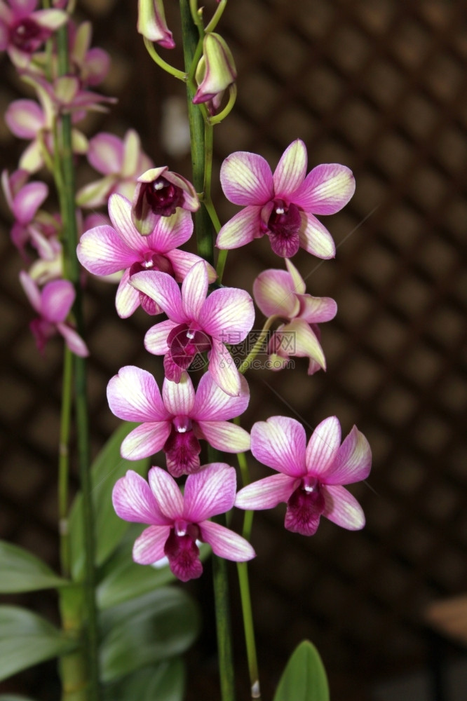 开花丰富多彩的非洲色兰花紫色物种和白索尼娅照片图片