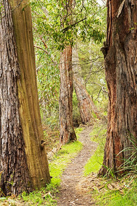 穿过澳大利亚维多州格拉姆皮公园森林的漫步足迹户外澳大利亚人图片