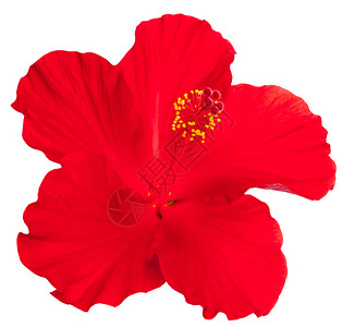 白色背景上的红边框植物花瓣美丽图片