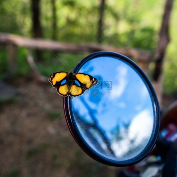 花后视镜上的黄斑蝴蝶模糊朱尼娜图片