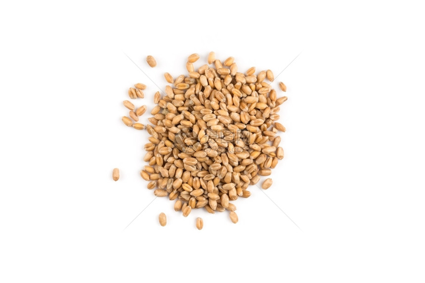 干燥所有的粮食白Spelt谷物丁克尔小麦上的白底孤立于图片