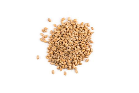 干燥所有的粮食白Spelt谷物丁克尔小麦上的白底孤立于图片