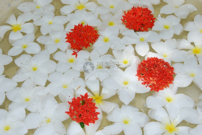 花瓣植物群美丽的背景由白杨红freangipanis花朵制成开图片