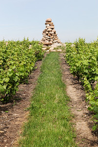 葡萄园法国博乔莱斯的布尔登塔旅游葡萄酒图片