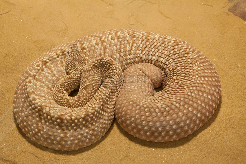 有毒爬虫在莫哈韦沙漠发现的莫贾维绿色响尾蛇图片