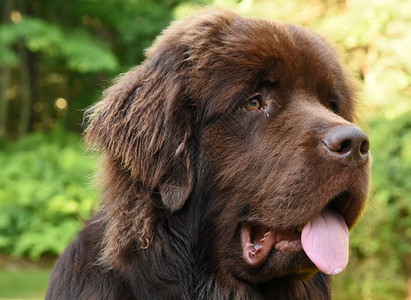 犬类美丽的巧克力棕色纽芬兰狗舌头伸出大型小狗背景图片