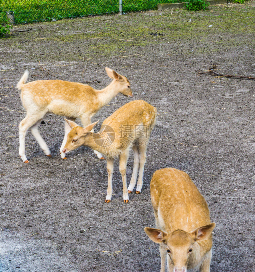 户外束澳大利亚动物饲养场中幼鹿小动物群图片