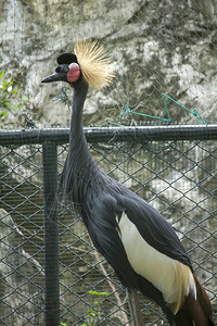 规律的动物园中黑冠鹤灰色鸟图片