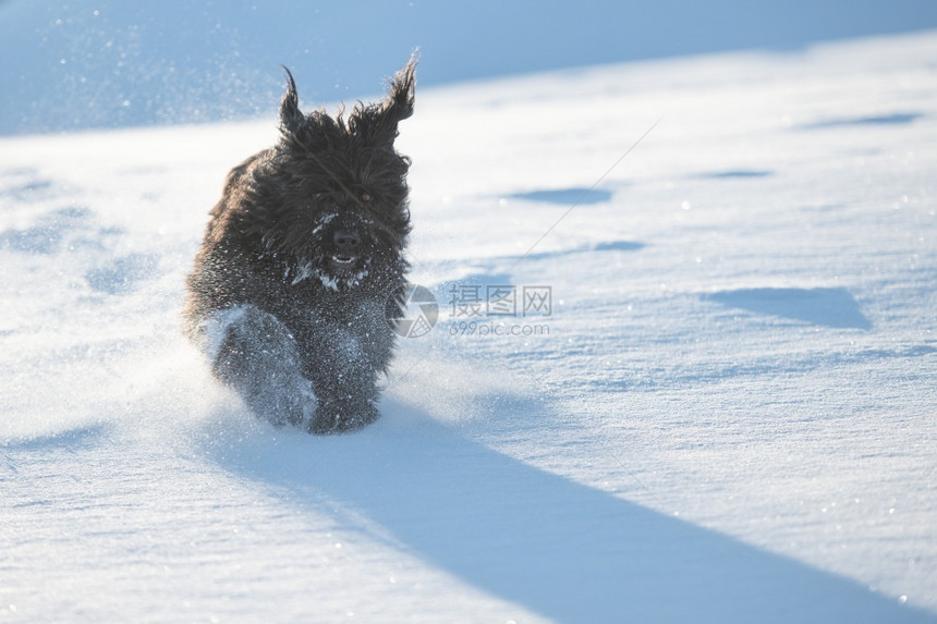 伦巴第牧羊人自然大黑贝加莫牧羊犬在清雪中奔跑图片