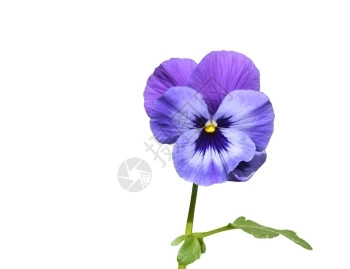 紫色花朵有紧叶的紫色花朵白上隔离的叶子绽放中提琴心安图片