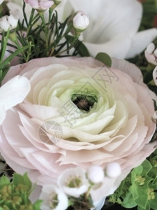 婚礼象征植物学粉红色的彩虹花朵粉红色的彩虹花朵在柔软的浪漫花束中图片