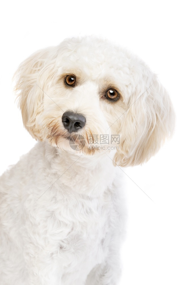 可卡犬白种混合狗公鸡巴在白色背景的种混合狗面前年轻的朋友图片