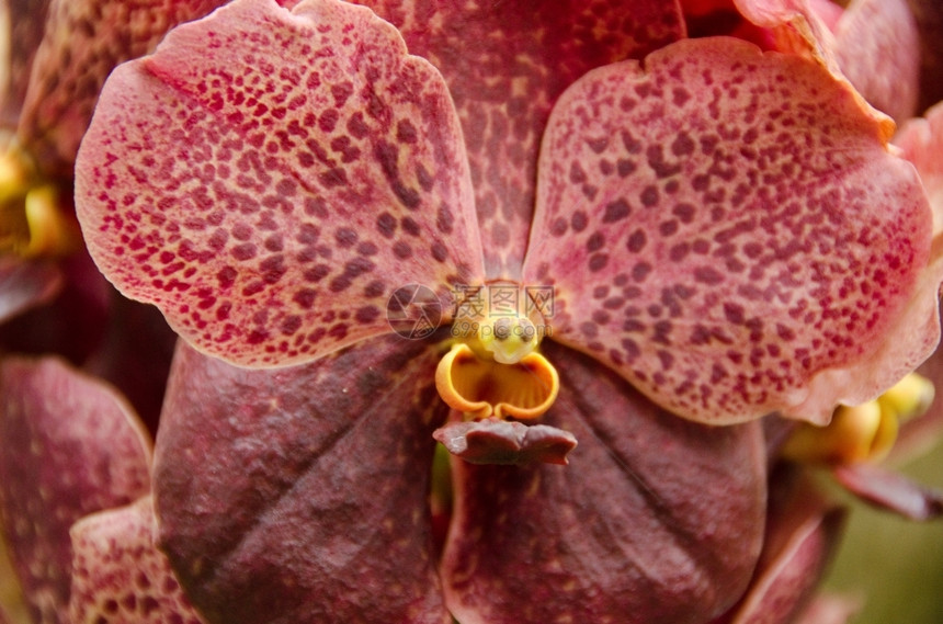 棕兰花褐背景图案的结晶Name植物群粉色的盛开图片
