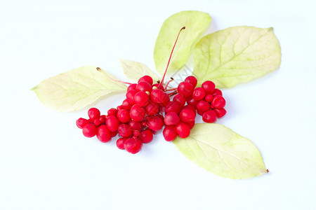 零件杂货店健康红熟五味子的枝条白色上红熟五味子孤立枝条背景图片