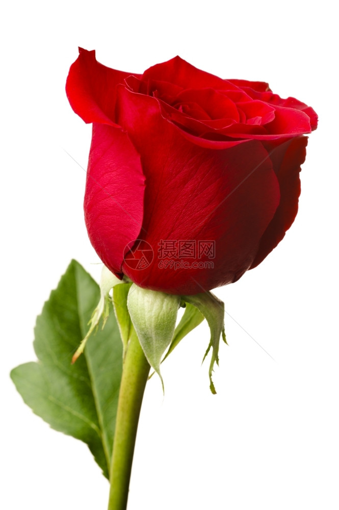 红玫瑰特端镜头孤立在白色背景上美丽的自然热情图片