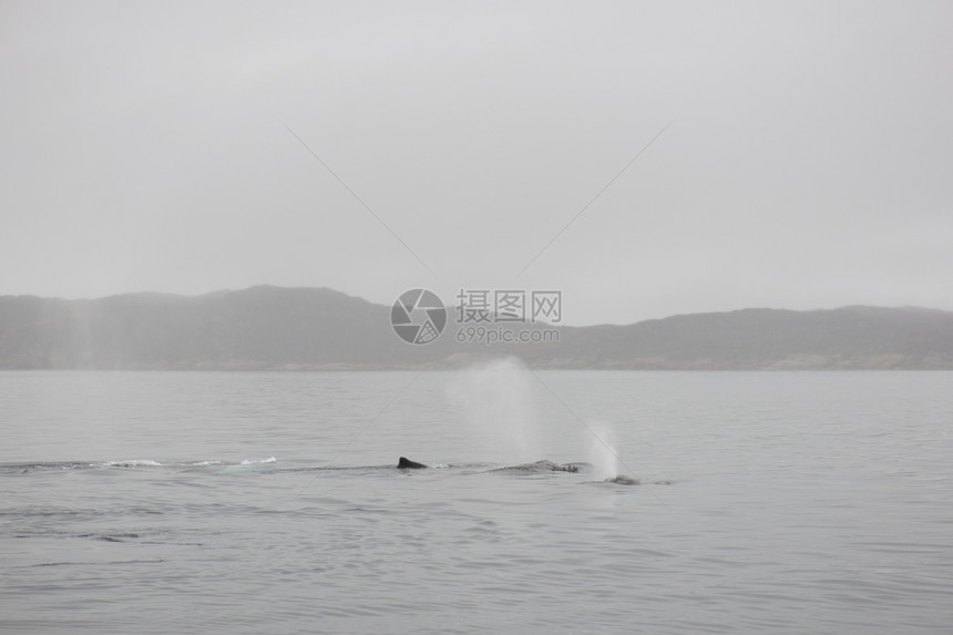 阿尔滕堡从表层水面上观测到格陵兰周围海洋中的回背鲸MegapteraNovaeangliae激烈的巨翅目图片