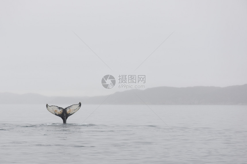情绪从表层水面上观测到格陵兰周围海洋中的回背鲸MegapteraNovaeangliae软盘美丽的图片