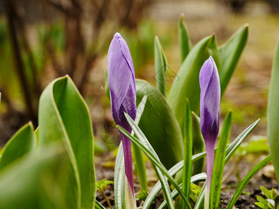 紫色春花鳄鱼紧贴近身四月花瓣自然图片